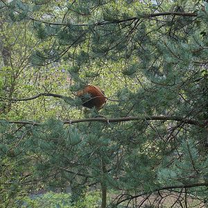 Red Panda