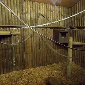 Red Ruffed Lemur indoor area