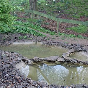 Asiatic Short-Clawed Otter pools