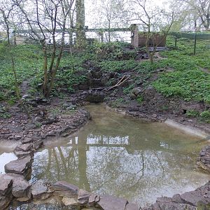Asiatic Short-Clawed Otter exhibit