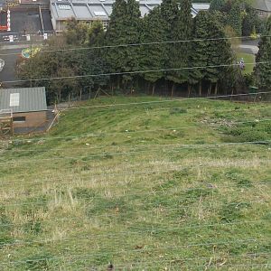 Gelada Baboon hillside