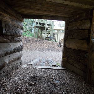 Sumatran Tiger enclosure