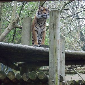 Sumatran Tiger, Daseep.