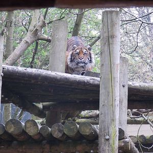 Sumatran Tiger, Daseep.