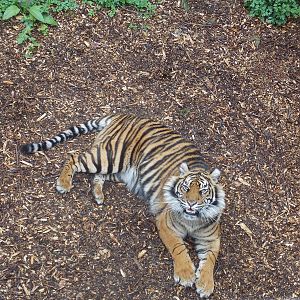 Sumatran Tiger, Daseep.