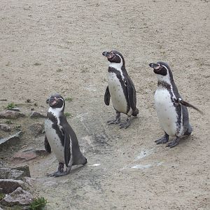 Humboldt Penguins