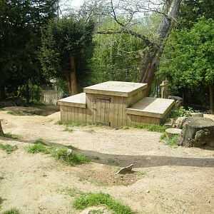 wolf enclosure