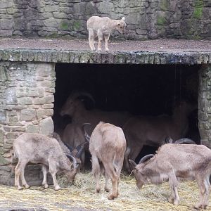 Barbary Sheep