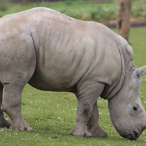 White Rhino calf, Astrid