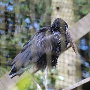 African Openbilled Stork