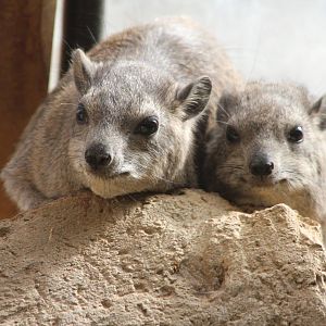 Arabian Rock Hyrax