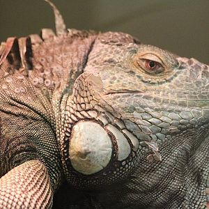Green Iguana