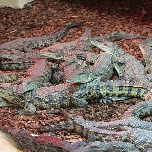 South African Nile Crocs