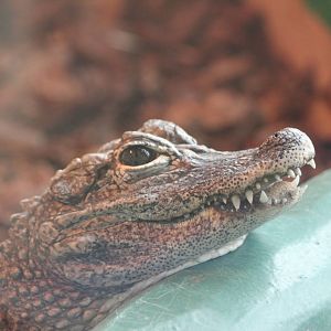 Chinese Alligator