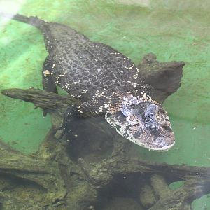 Black Caiman