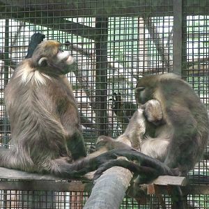 Gray snub-nosed monkey (Rhinopithecus brelichi)