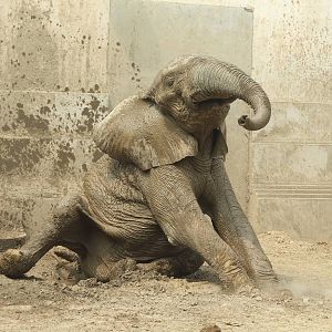 African bush elephant (Loxodonta africana) male Zhuang Zhuang