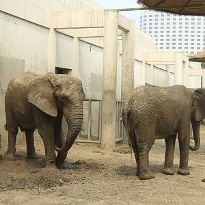 African bush elephant (Loxodonta africana)