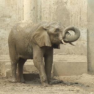 African bush elephant (Loxodonta africana) female Jing Jing