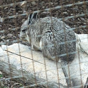 Mountain Viscacha (Lagidium peruanum) at Hamerton Zoo Park - 13 July 2013