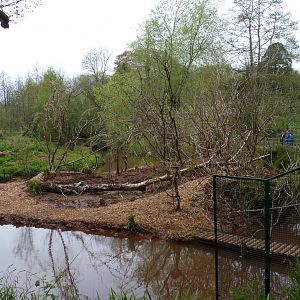 Goeldi's Monkey Enclosure, 23 April 2014