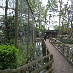 View of walk way with Black and White Ruffed Lemur enclosure on left