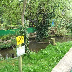 View of part of the Asian Short-clawed Otter enclosure