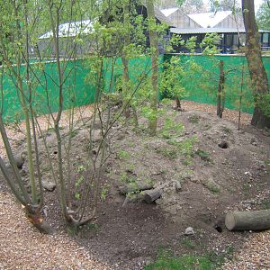 View of the Azara`s Agouti enclosure