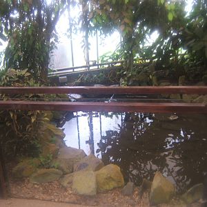 View of Common Snapping Turtle exhibit