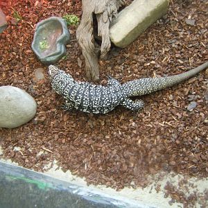 Argentine Black and White Tegu