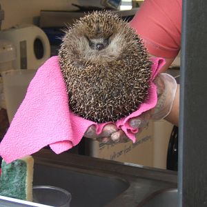 Western European Hedgehog