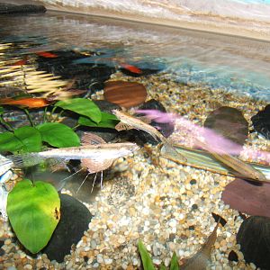 Freshwater Butterflyfish