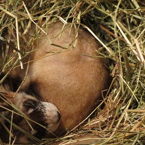 Black-footed Ferret