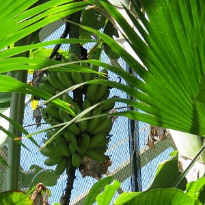 Indomalaya Pavilion banana crop