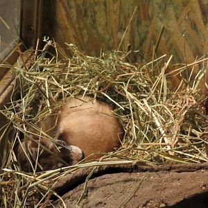 Black-footed Ferret