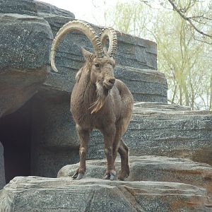 Siberian ibex (Capra sibirica)
