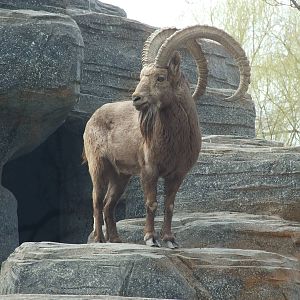 Siberian ibex (Capra sibirica)