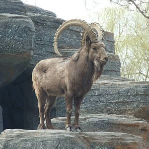 Siberian ibex (Capra sibirica)