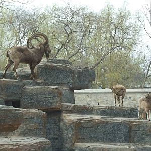 Siberian ibex (Capra sibirica)