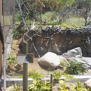 Blue-billed currasow and orapendola aviary