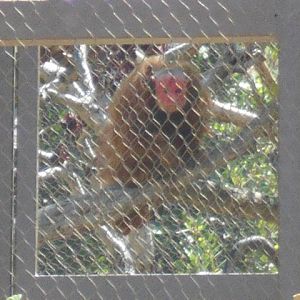 Red uakari