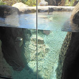 First giant otter viewing area