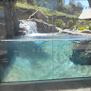 Giant otter second viewing area