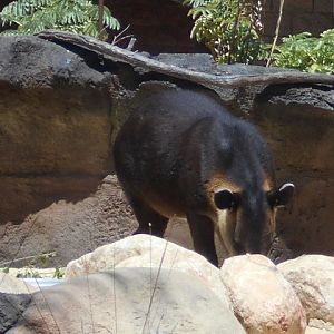 Baird's tapir