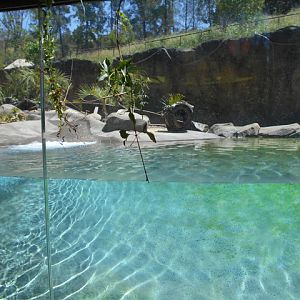 Giant otter main underwater viewing area