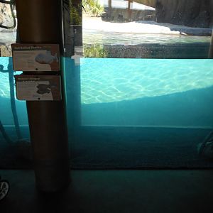 Giant otter main underwater viewing area