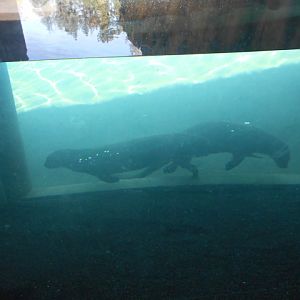 Giant otter main underwater viewing area