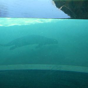 Giant otter main underwater viewing area