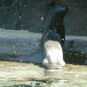Giant otter