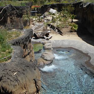 Giant otter exhibit